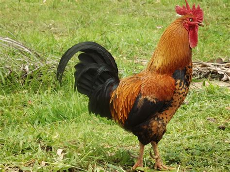 cock image|The Picture Galleries